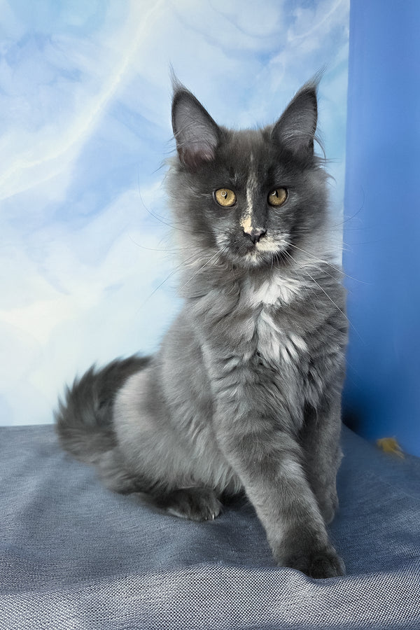 Dafna | Maine Coon Kitten