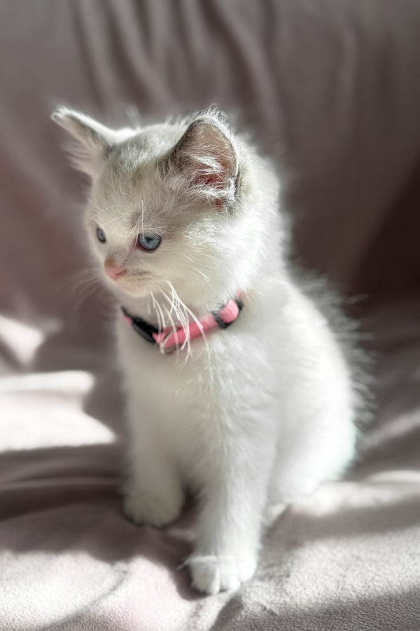 Daisy | Ragdoll Kitten