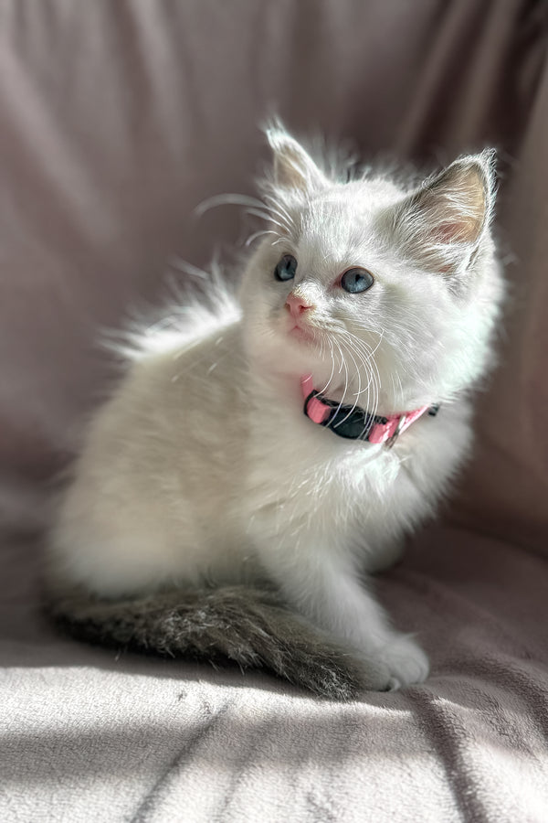 Daisy | Ragdoll Kitten