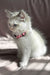 Daisy | Ragdoll Kitten