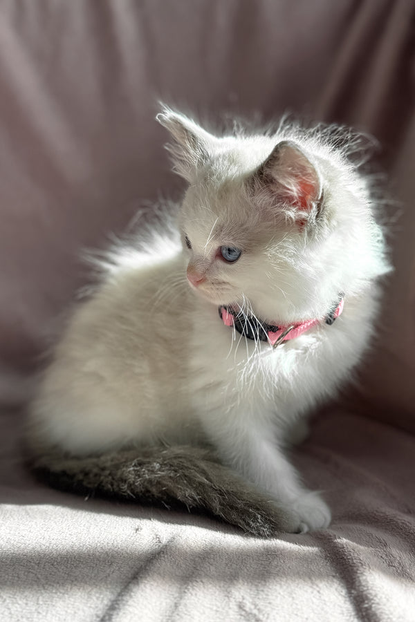 Daisy | Ragdoll Kitten