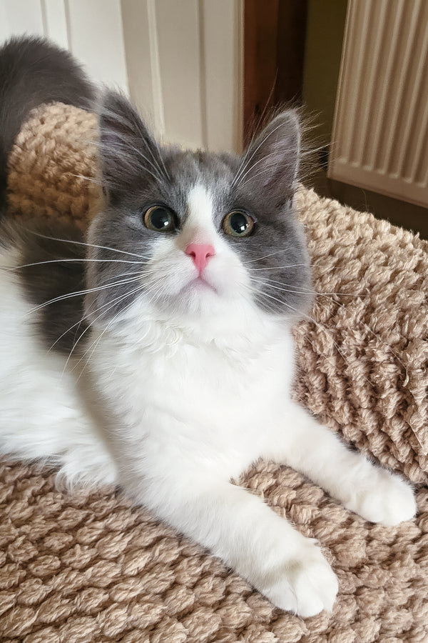 Daisy | Siberian Kitten