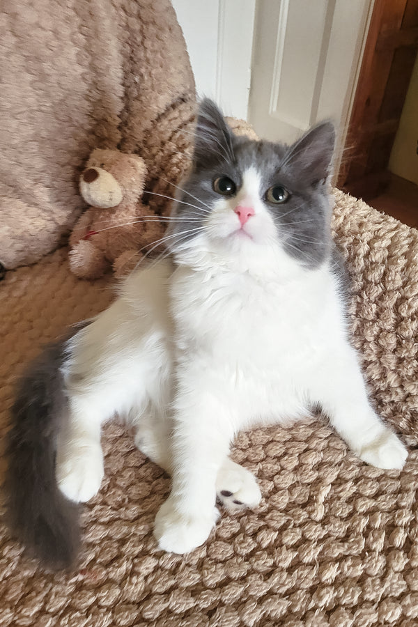 Daisy | Siberian Kitten