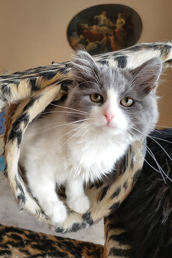 Daisy | Siberian Kitten