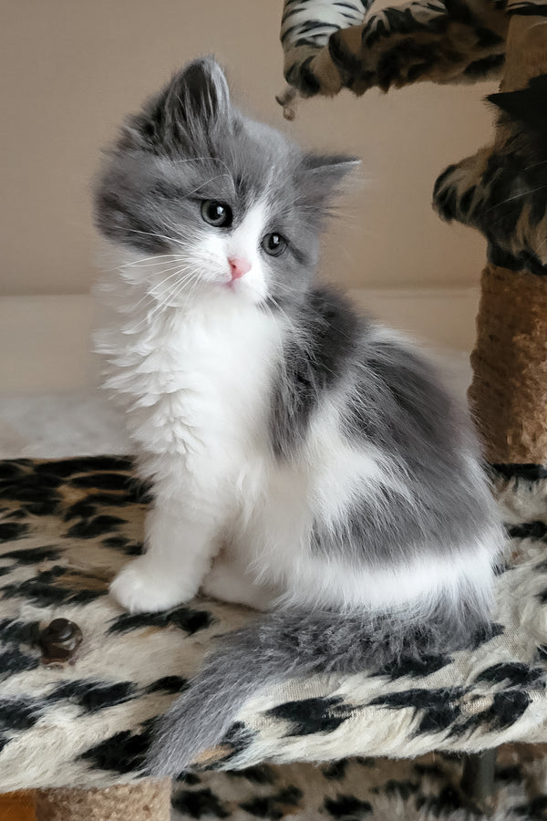 Daisy | Siberian Kitten