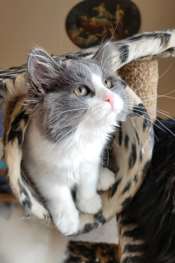 Daisy | Siberian Kitten