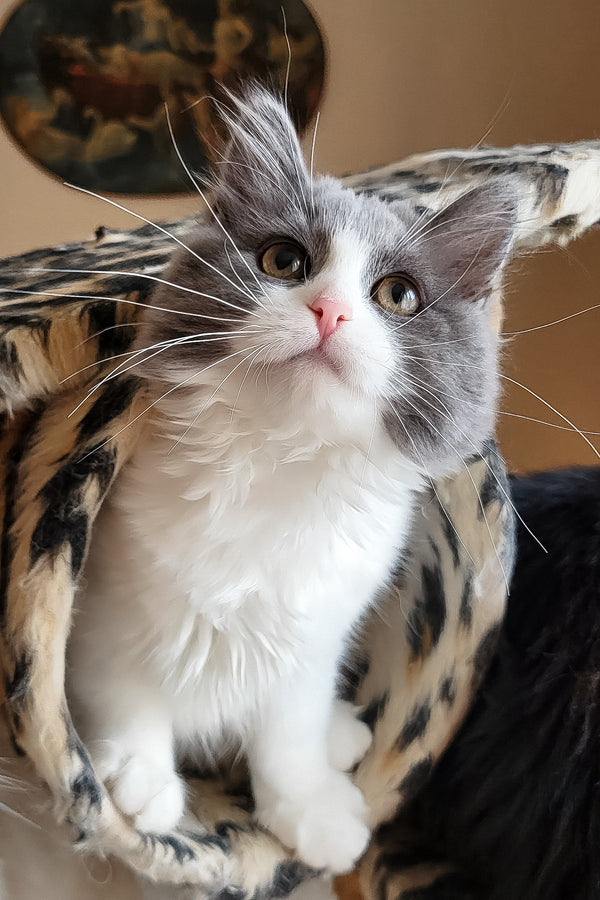 Daisy | Siberian Kitten