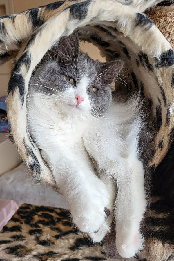 Daisy | Siberian Kitten