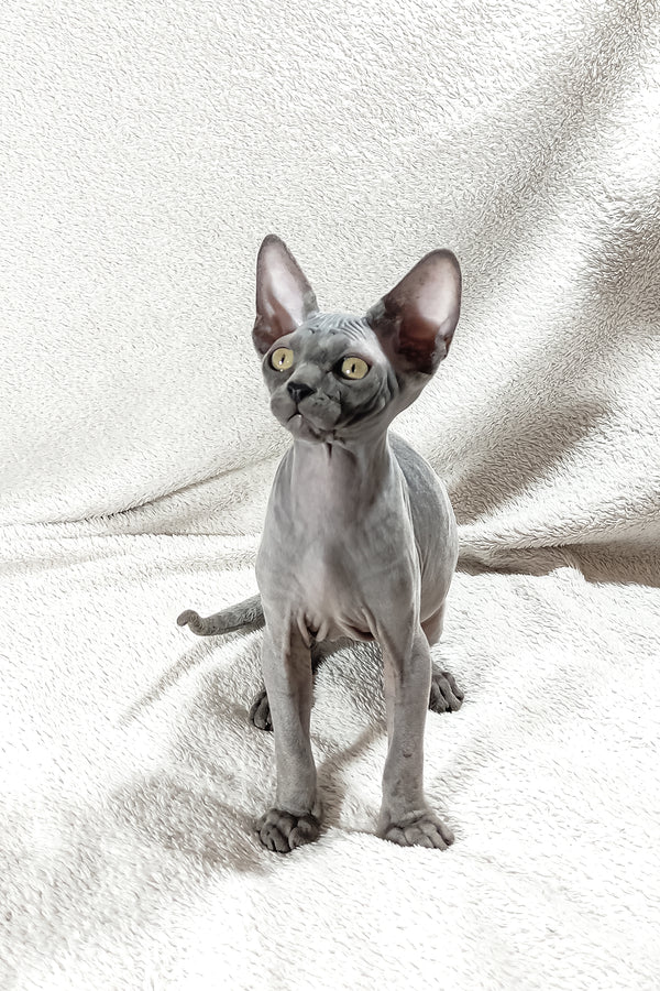 Dake | Canadian Sphynx Kitten