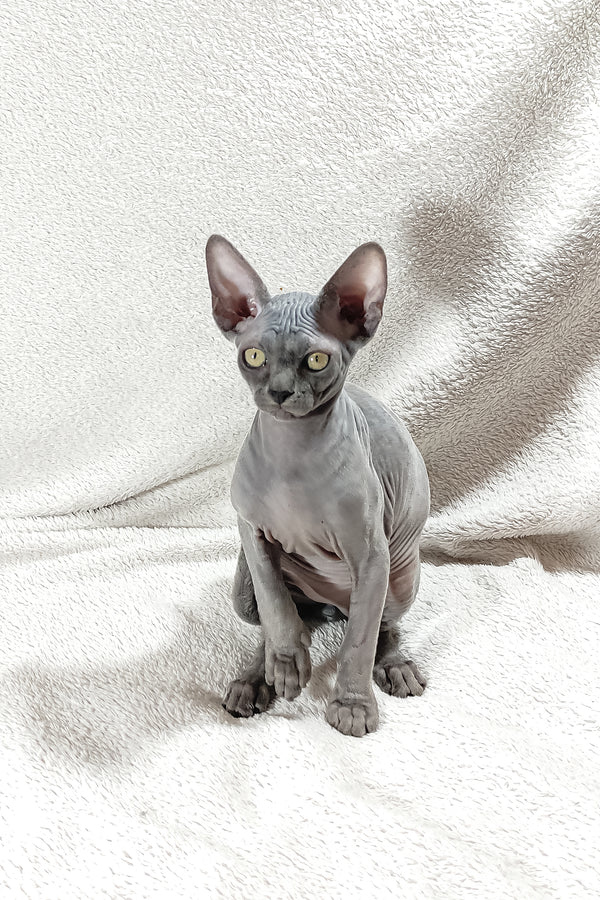 Dake | Canadian Sphynx Kitten