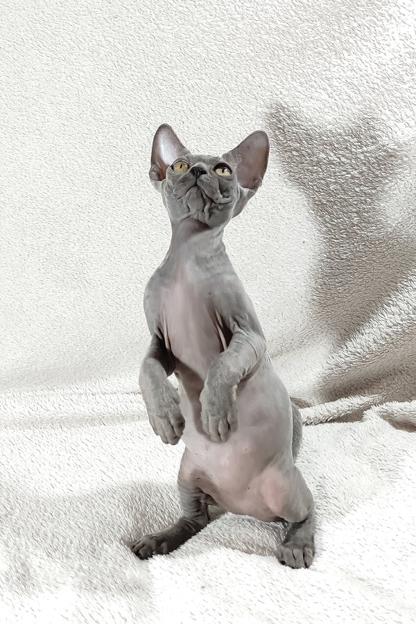Dake | Canadian Sphynx Kitten