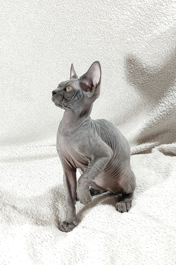 Dake | Canadian Sphynx Kitten