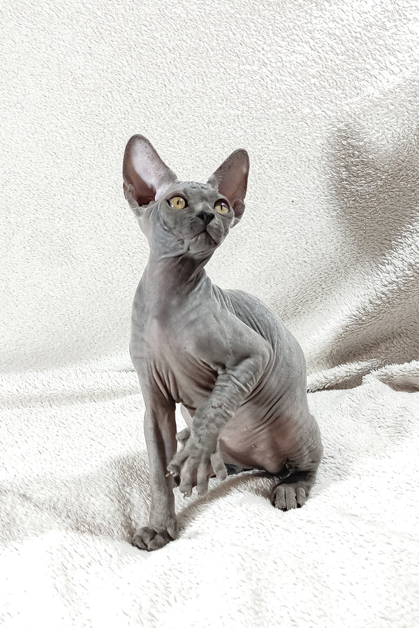 Dake | Canadian Sphynx Kitten