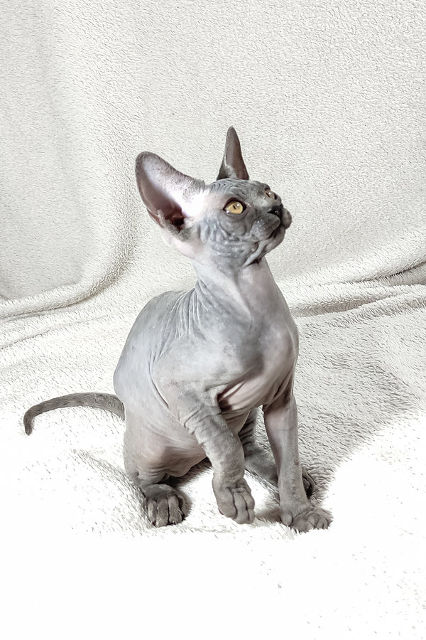 Dake | Canadian Sphynx Kitten