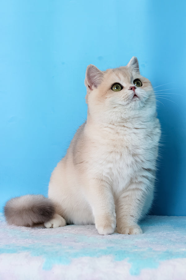Daks | British Shorthair Kitten