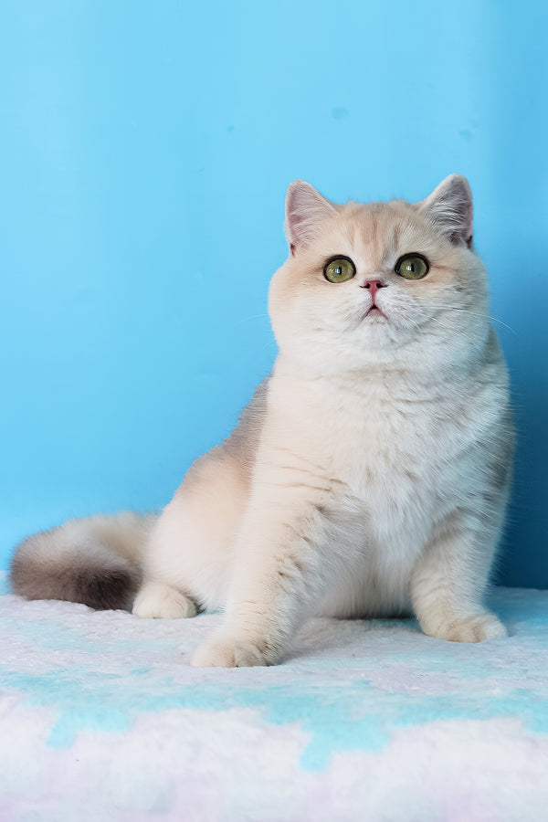 Daks | British Shorthair Kitten