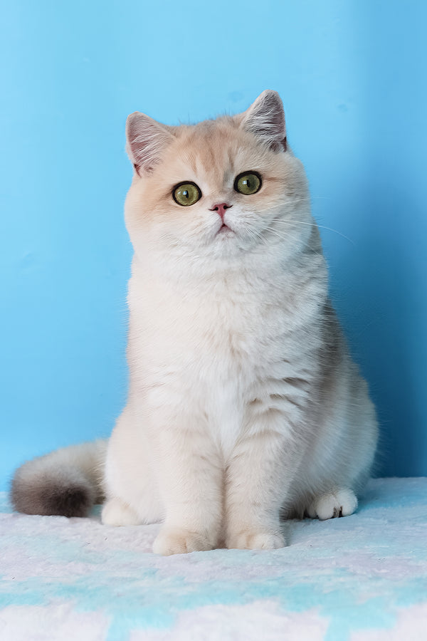 Daks | British Shorthair Kitten