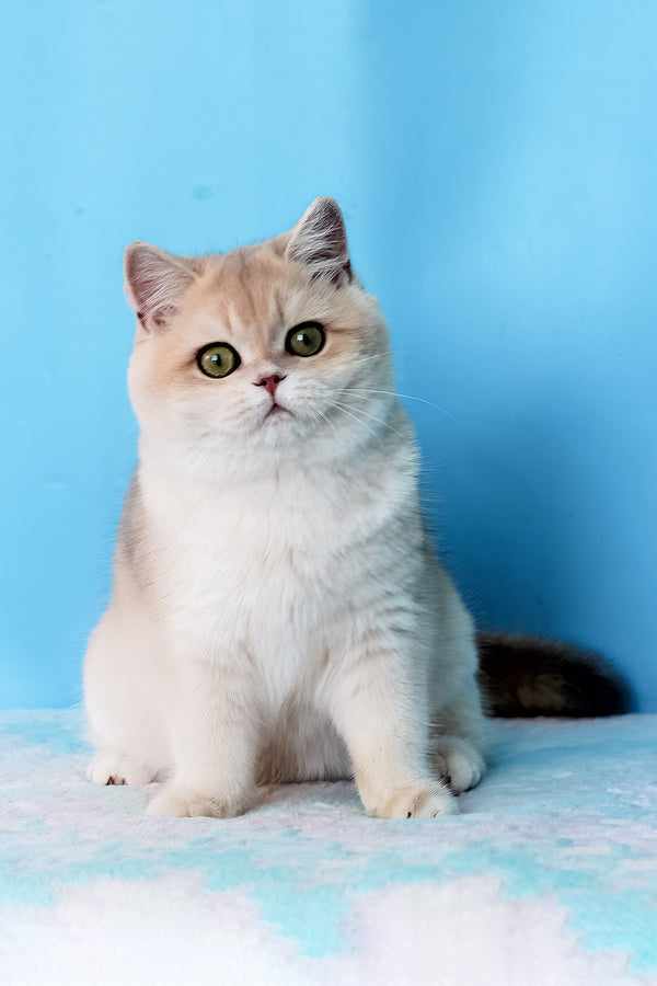 Daks | British Shorthair Kitten