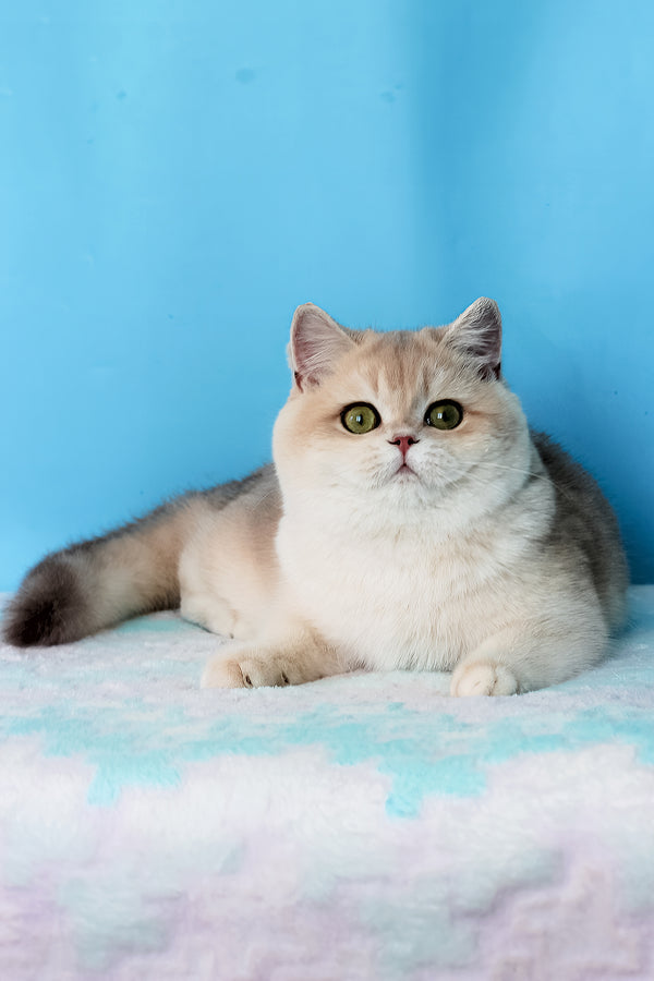 Daks | British Shorthair Kitten