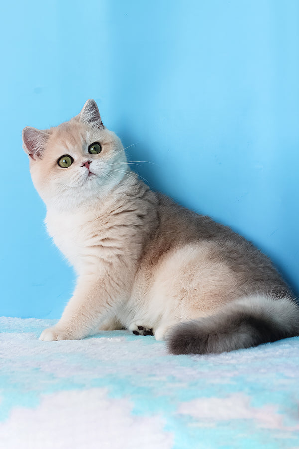 Daks | British Shorthair Kitten