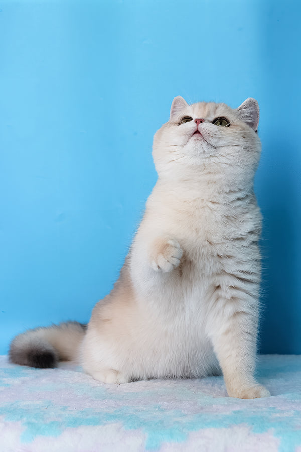 Daks | British Shorthair Kitten