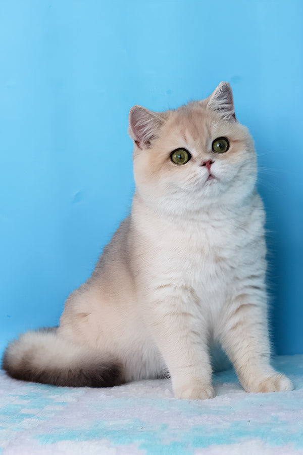 Daks | British Shorthair Kitten