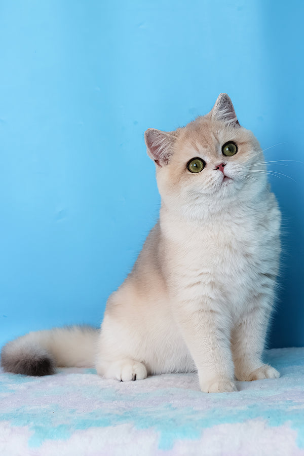 Daks | British Shorthair Kitten