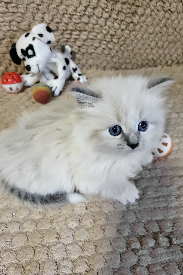 Damian | Siberian Kitten