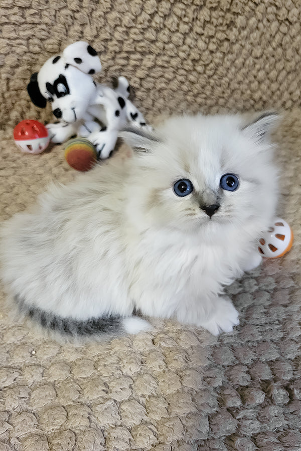 Damian | Siberian Kitten