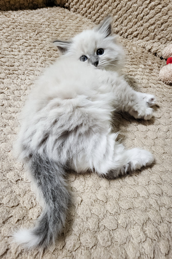 Damian | Siberian Kitten