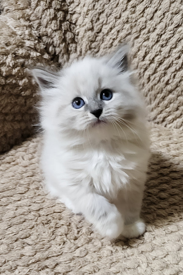 Damian | Siberian Kitten