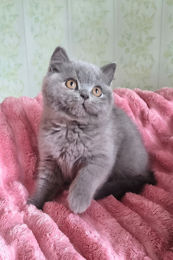 Damos | British Shorthair Kitten