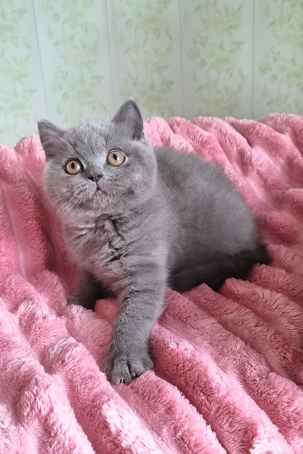 Damos | British Shorthair Kitten