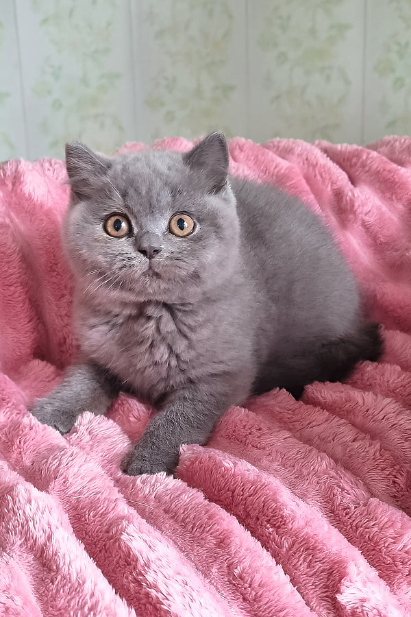 Damos | British Shorthair Kitten