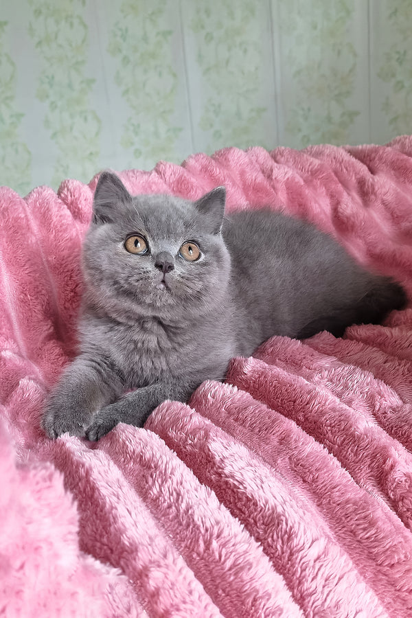 Damos | British Shorthair Kitten