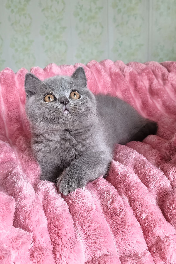 Damos | British Shorthair Kitten