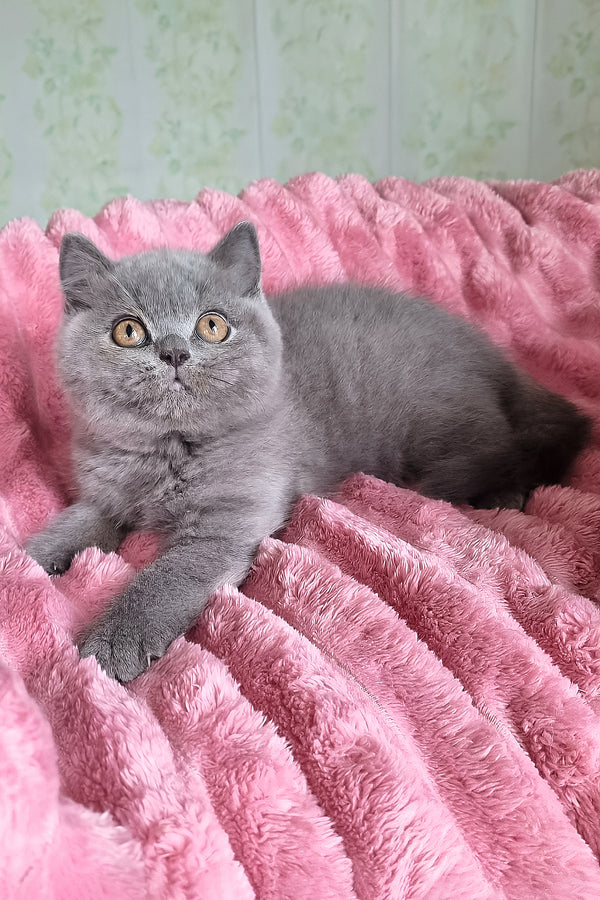 Damos | British Shorthair Kitten