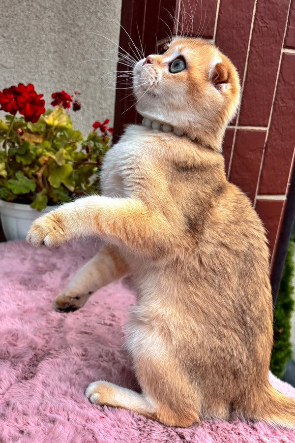 Dan | Scottish Fold Kitten