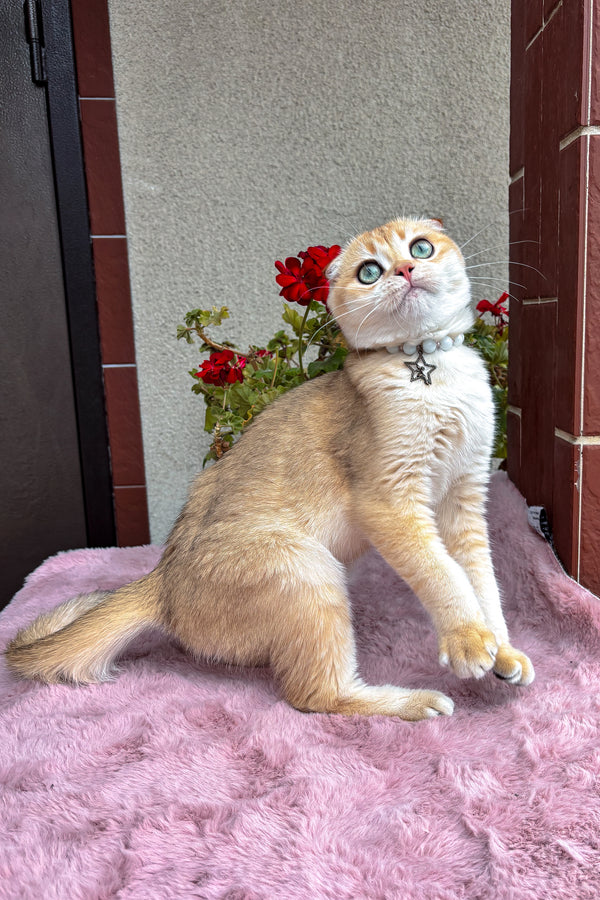 Dan | Scottish Fold Kitten