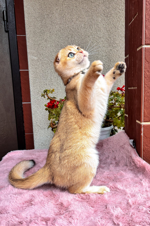 Dan | Scottish Fold Kitten