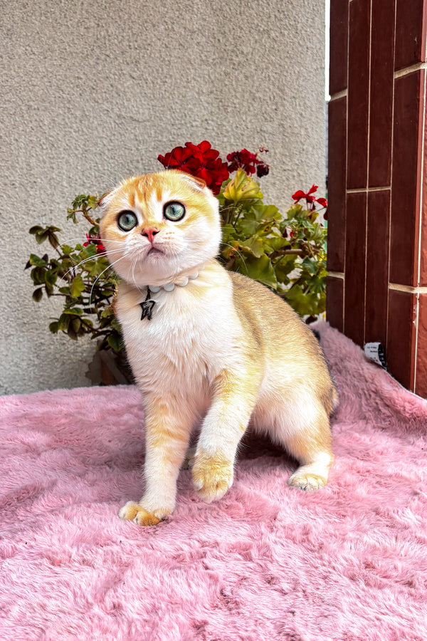 Dan | Scottish Fold Kitten