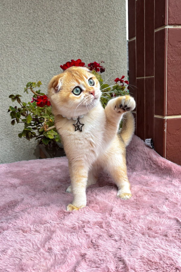 Dan | Scottish Fold Kitten