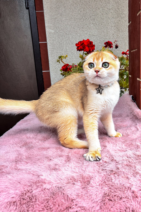 Dan | Scottish Fold Kitten