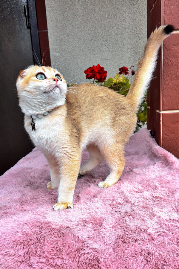 Dan | Scottish Fold Kitten