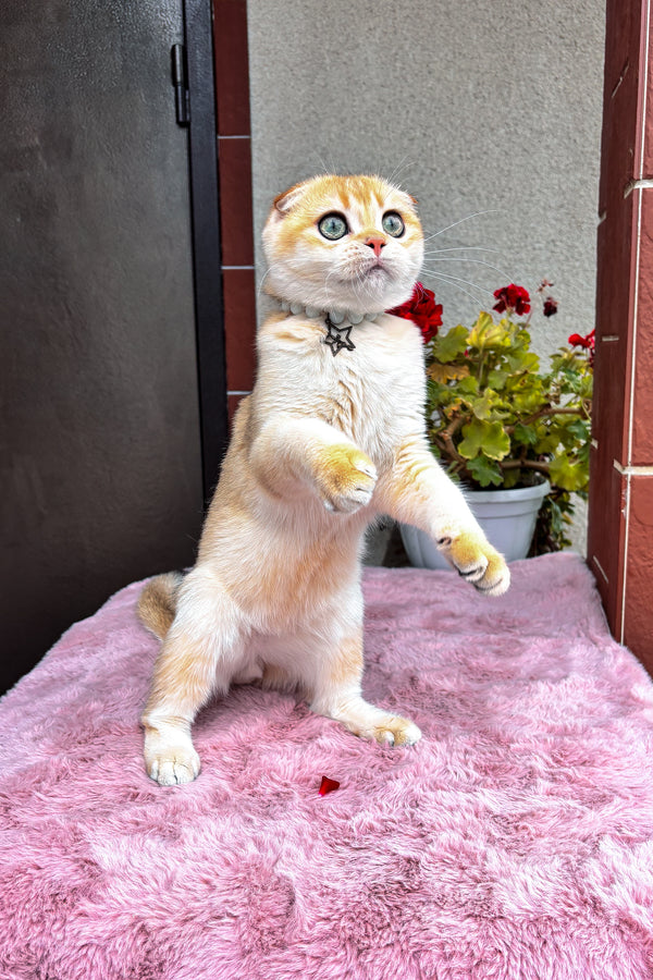 Dan | Scottish Fold Kitten