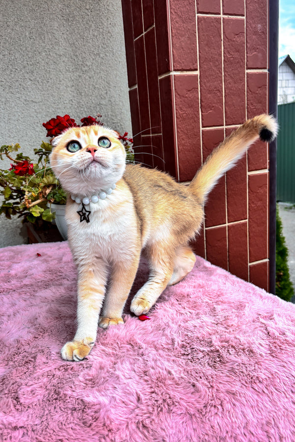 Dan | Scottish Fold Kitten