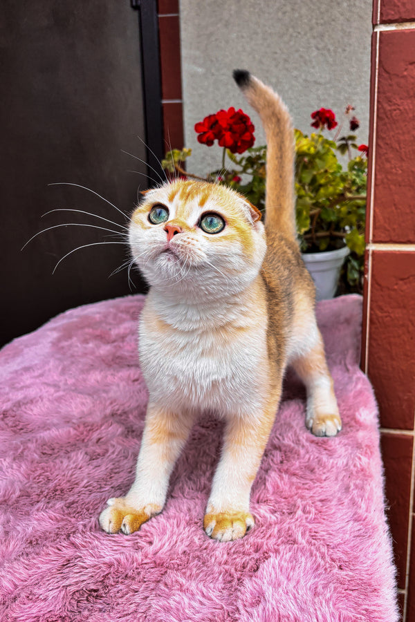Dan | Scottish Fold Kitten