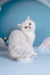 Dana | British Shorthair Kitten