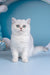 Dana | British Shorthair Kitten