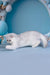 Dana | British Shorthair Kitten